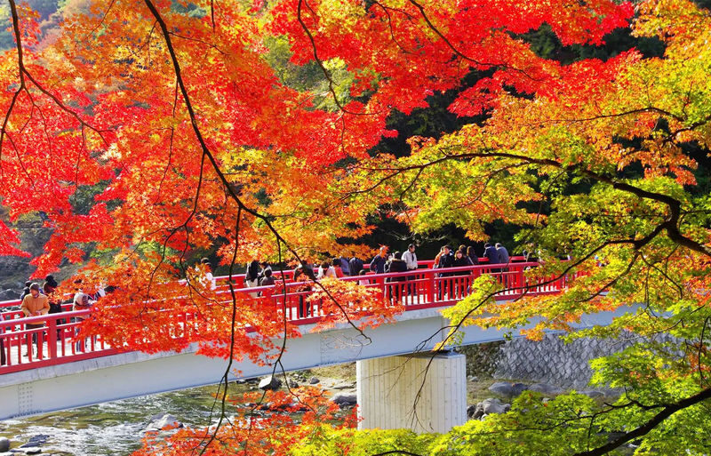 Obara Shikizakura Festival & Korankei & Kokokusan Eihoji Temple Autumn Leaves Day Trip - Key points before you book