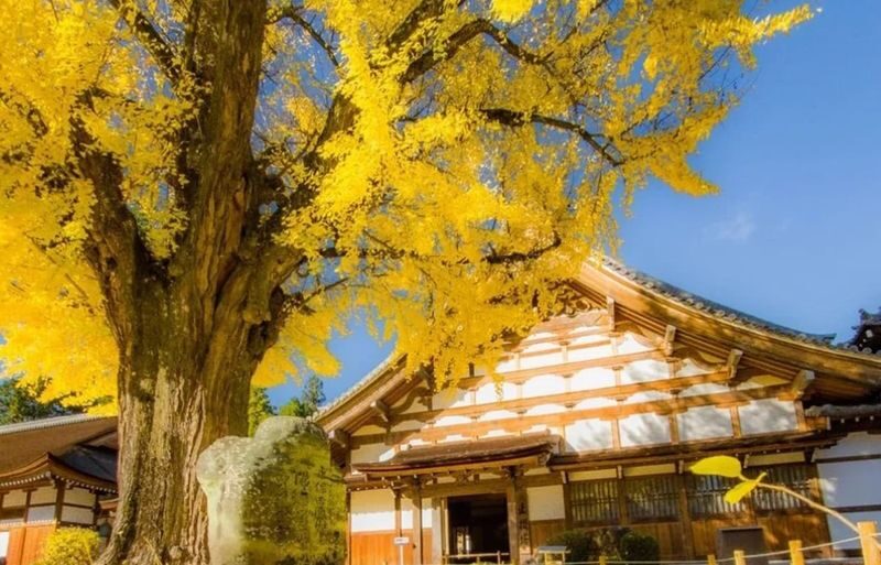 Obara Shikizakura Festival & Korankei & Kokokusan Eihoji Temple Autumn Leaves Day Trip - Korankei Gorge: the day’s main event