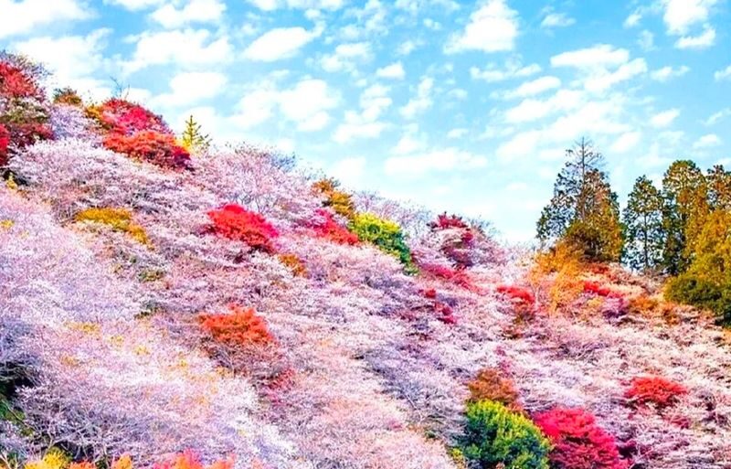 Obara Shikizakura Festival & Korankei & Kokokusan Eihoji Temple Autumn Leaves Day Trip - Getting there, getting around and keeping on time