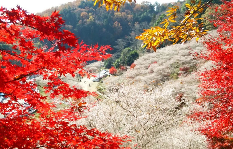 Obara Shikizakura Festival & Korankei & Kokokusan Eihoji Temple Autumn Leaves Day Trip - What the price covers, and what it does not