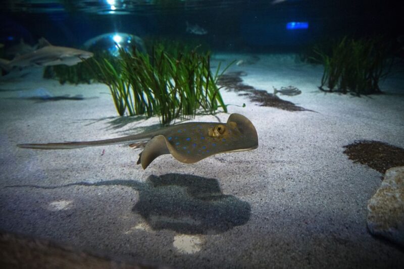 Oberhausen: SEA LIFE Oberhausen Entry Ticket - Key Points