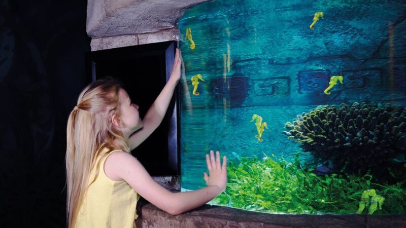 Oberhausen: SEA LIFE Oberhausen Entry Ticket - Frequently Asked Questions (FAQs)