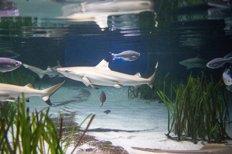 Oberhausen: SEA LIFE Oberhausen Entry Ticket - Final Thoughts