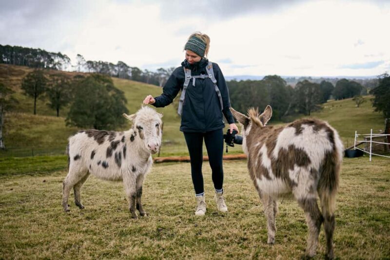 Oberon: Kenzell Farm Tour  A Hands-On Animal Adventure! - The Experience in Detail