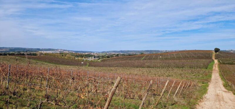 Óbidos: E-Bike Tour to Quinta do Gradil with Wine Tasting - Exploring Óbidos on Two Wheels: A Genuine Portuguese Adventure