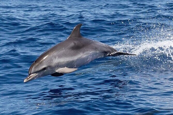 Observation DE Marine Mammals Dolphins and Ballenas EN Huatulco - The Sum Up