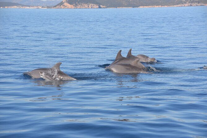Observation of Dolphins and Snorkeling in a rubber boat in Olbia - Why This Tour Offers Great Value