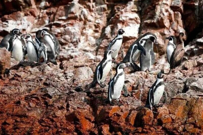Observation of Marine Fauna in Ballestas Islands - Detailed Breakdown of the Tour