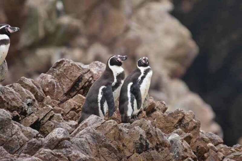 Observation of Marine Fauna in Ballestas Islands - Final Thoughts