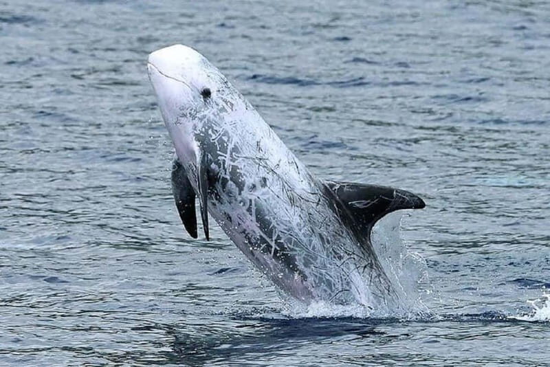 Observation of whales and dolphins in island Pico - Observation of Whales and Dolphins in Pico Island: An Authentic Marine Encounter