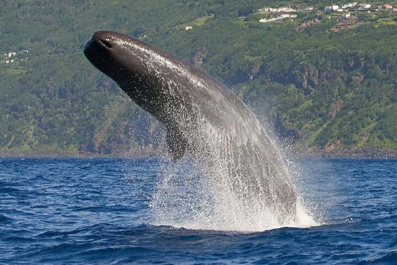 Observation of whales and dolphins in island Pico - The Sum Up