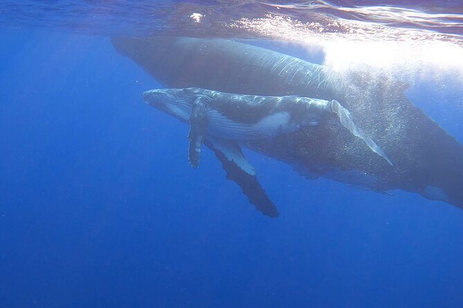 Observe and Swim with Whales in Tahiti - A Closer Look at the Experience
