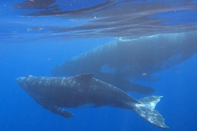 Observe and Swim with Whales in Tahiti - Final Thoughts: Why You’ll Love This Tour