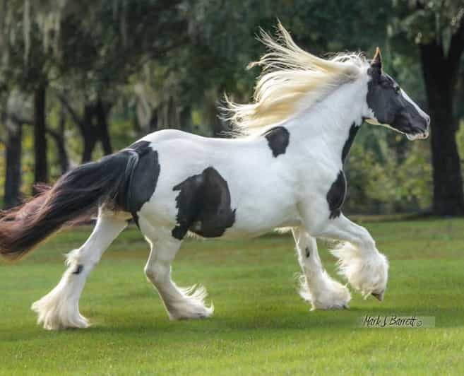 Ocala: Gypsy Gold Horse Farm Guided Walking Tour - Experience the Magic of Gypsy Gold Horse Farm in Ocala