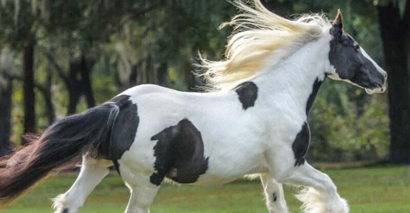 Ocala: Gypsy Gold Horse Farm Guided Walking Tour - The True Value of the Gypsy Gold Horse Farm Tour