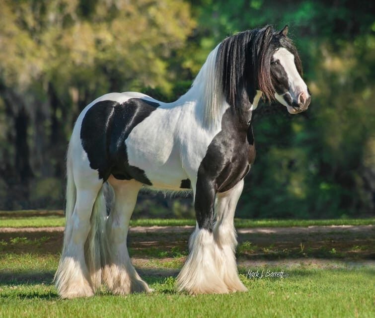 Ocala: Gypsy Gold Horse Farm Guided Walking Tour - Frequently Asked Questions