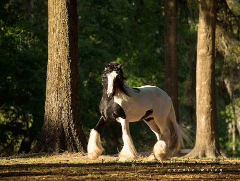 Ocala: Gypsy Gold Horse Farm Horses & History Tour - The Sum Up