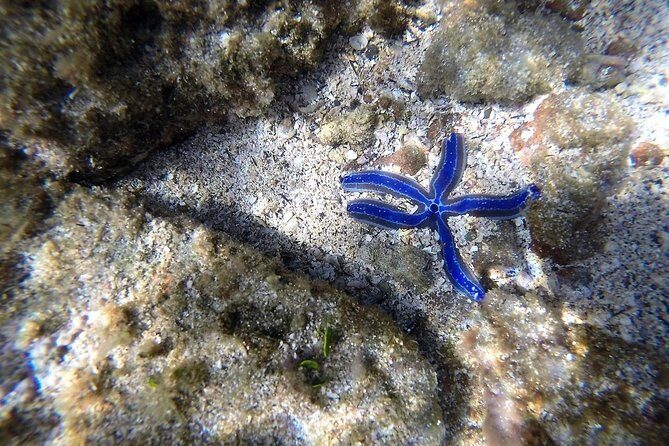 Ocean Kayak and Snorkeling - Detailed Review of Ocean Kayak and Snorkeling Tour