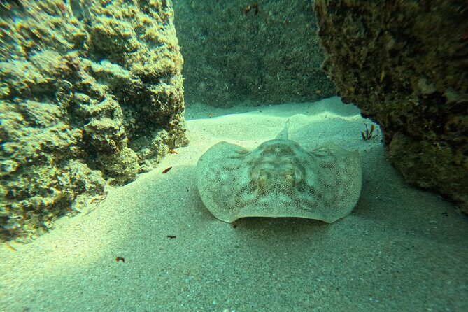 Ocean Ridge Snorkeling and Freediving Activity - Frequently Asked Questions