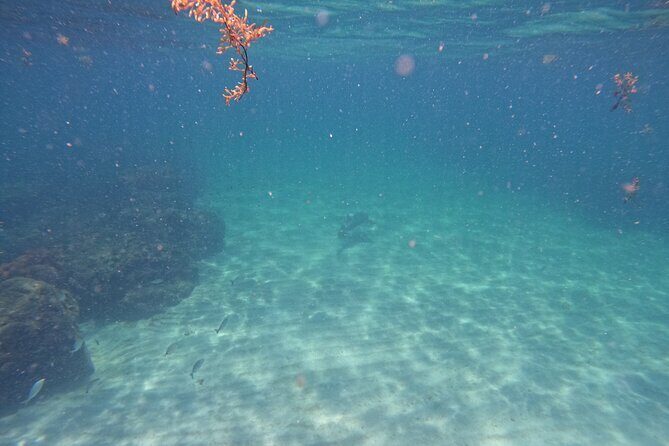 Ocean Ridge Snorkeling and Freediving Activity - Additional Related Experiences