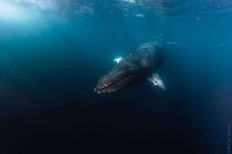 Ocean Safari in San Jose del Cabo - Analyzing the Value