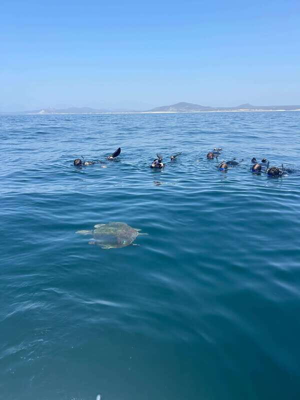 Ocean Safari in San Jose del Cabo - FAQ