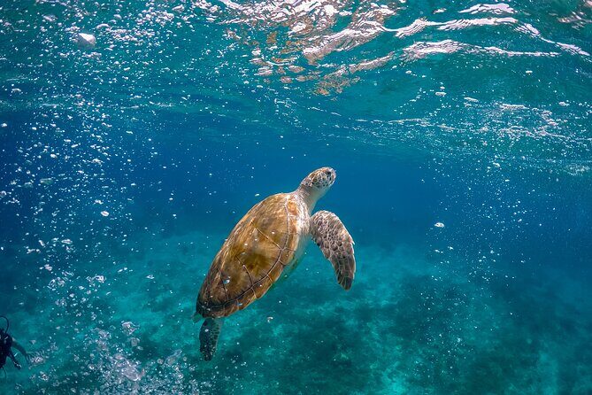 Ocean Safari: Orcas, Whales & Baja's Ocean Giants Adventure - A Detailed Look at the Ocean Safari Experience