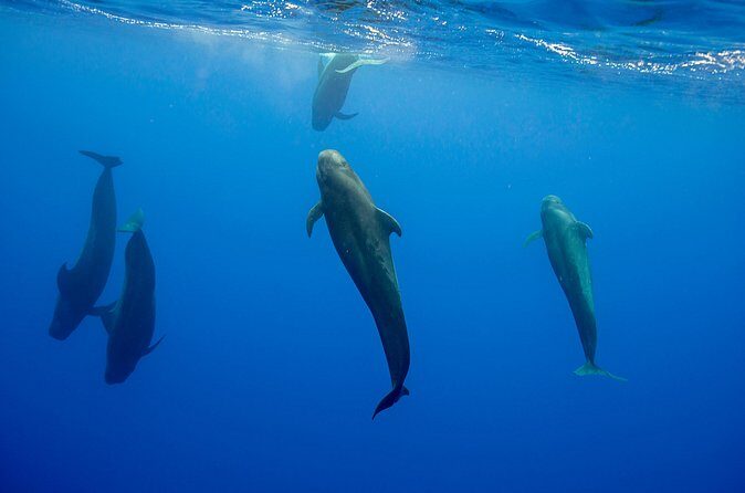 Ocean Safari: Orcas, Whales & Baja's Ocean Giants Adventure - The Sum Up