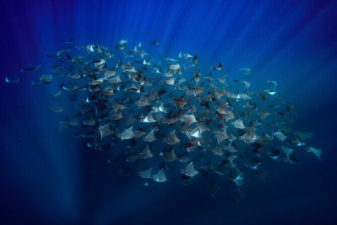 Ocean Safari: Sea Lions, Mobula Rays, Dolphins, Orcas & Whales - Diving into the Baja Ocean Safari Experience