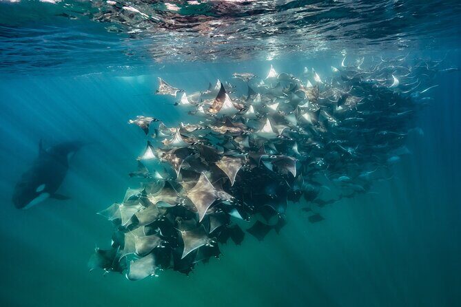 Ocean Safari: Sea Lions, Mobula Rays, Dolphins, Orcas & Whales - Key Points