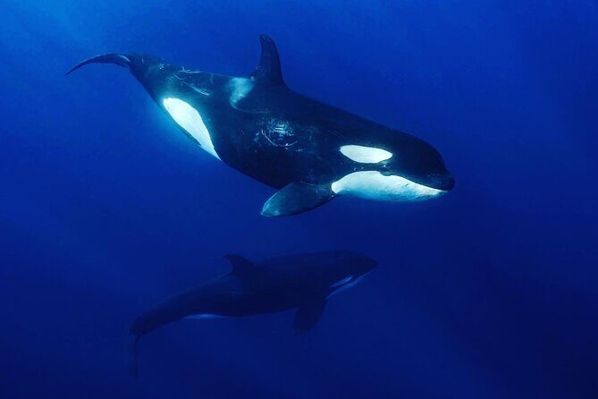 Ocean Safari: Sea Lions, Mobula Rays, Dolphins, Orcas & Whales - Who Will Love This Tour?