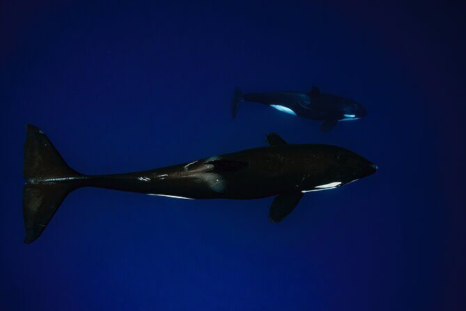 Ocean Safari: Sea Lions, Mobula Rays, Dolphins, Orcas & Whales - Final Thoughts: An Authentic Baja Marine Adventure