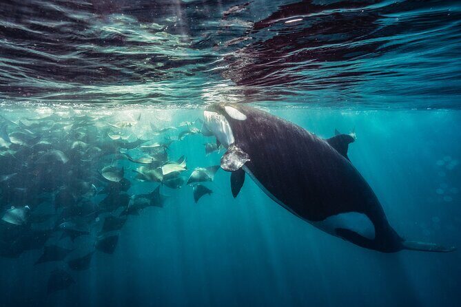 Ocean Safari: Sea Lions, Mobula Rays, Dolphins, Orcas & Whales - FAQs
