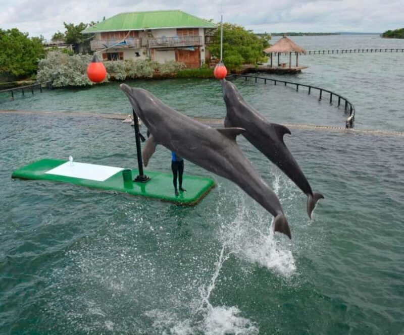 Oceanarium by boat + Beach club in Barú with lunch - Key Points