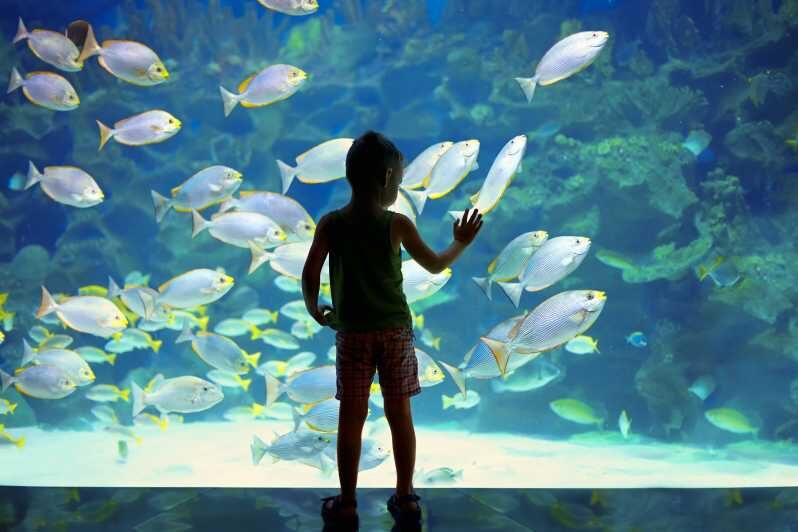 Oceanographic Museum of Monaco Ticket - Authentic Experiences Reported by Visitors