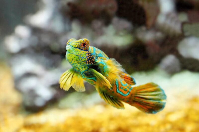 Oceanographic Museum of Monaco Ticket - The Sum Up: Who Should Visit the Monaco Oceanographic Museum?