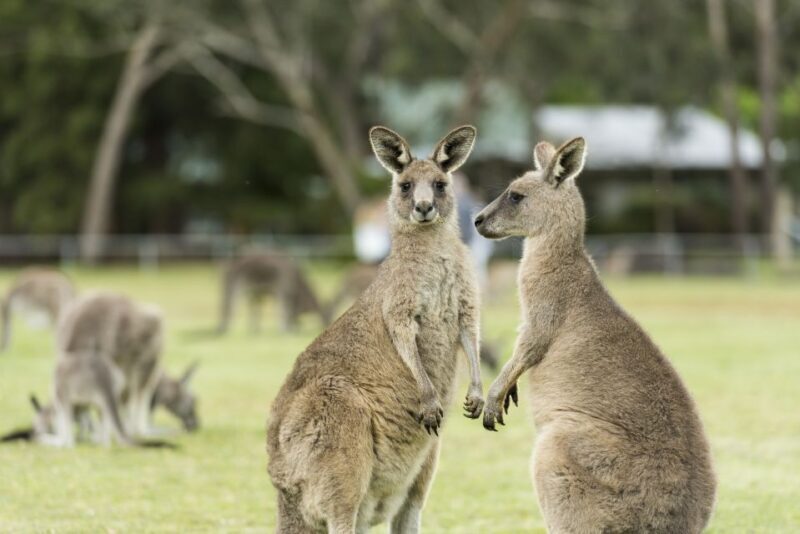 Oceans to Mountains Explorer: 3-Day Great Ocean Road Tour - FAQ