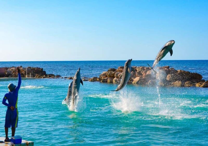 Ocho Rios: Dolphin Cove and Dunn's River Falls from Mobay - Who Should Consider This Tour?