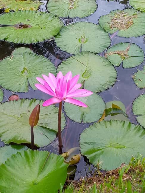 Ocho Rios: Food Walking Tour - A Deep Dive into the Ocho Rios Food Walking Tour