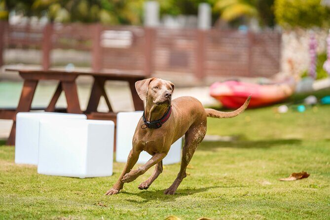 Ocho Rios Gourmet Jamaican Food and Private Beach Experience - The Sum Up