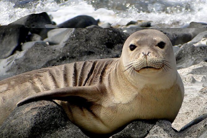 Off-Road Adventure Tour on Oahu's North Shore - A Deep Dive into the Off-Road North Shore Adventure