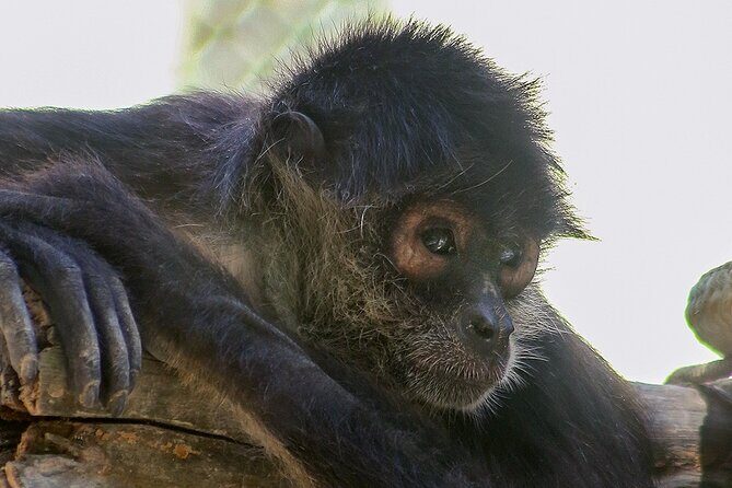 Off Road ATV Cenote Monkeys and Snorkel with Sea Turtles - From the Guides to the Details