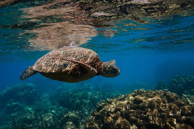 Off Road Coastal Tour 4x4 Vehicle With Snorkel, Photo and Video - Frequently Asked Questions