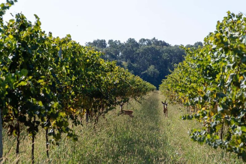 Off-road tour through vineyards and organic wine tasting Villa Bogdano 1880 - Key Points