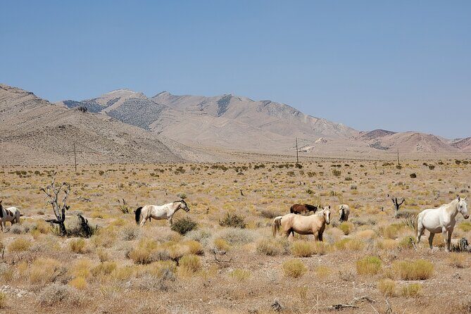 Off Road UTV Adrenaline Experience in Las Vegas - FAQ