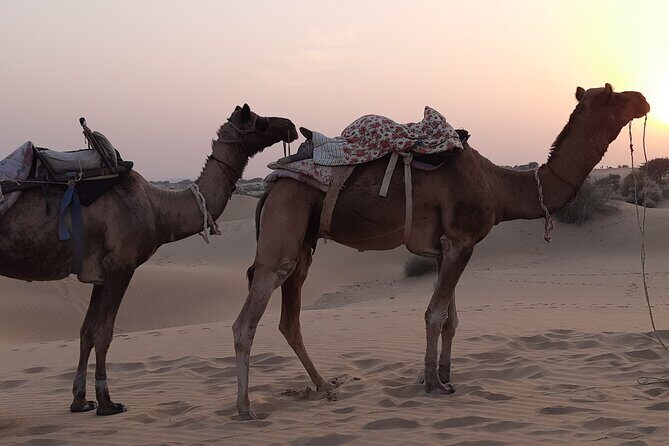 Off the beaten track overnight Camel Safari Tour Jaisalmer - An In-Depth Look at the Off the Beaten Track Camel Safari