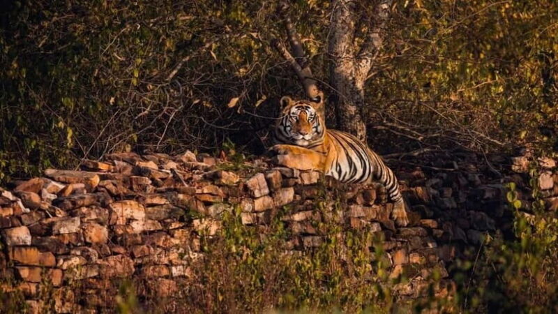 Official Panna National Park Sharing Tiger Safari - Why This Tour Offers Real Value