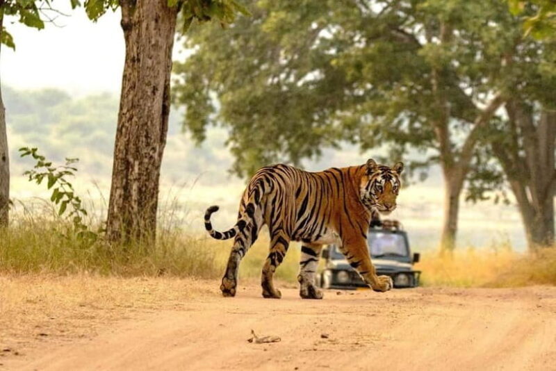 Official Panna National Park Sharing Tiger Safari - FAQs