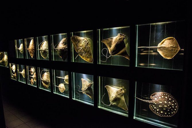 Official Ticket: Oceanographic Museum Univali - Piçarras - SC - A Detailed Look at the Univali Oceanographic Museum Experience