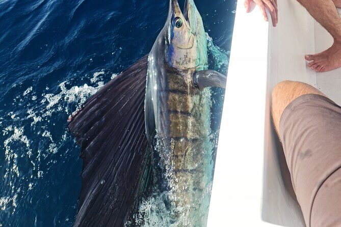 Offshore Fishing trip (Deep sea fishing) - A Closer Look at the Santa Teresa Offshore Fishing Experience